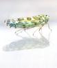 Eupteryx salviae